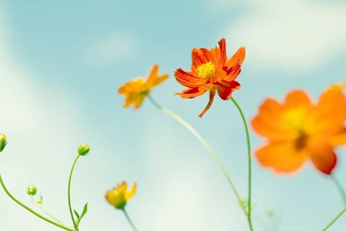 Minimal Orange Flower :: Free High Quality Flower Wallpapers