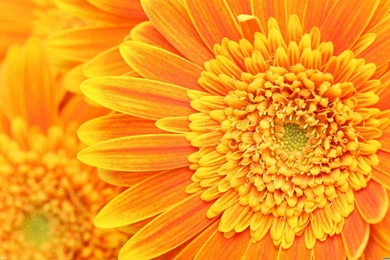 ORANGE FLOWER BACKGROUND   Online Wallpapers HD