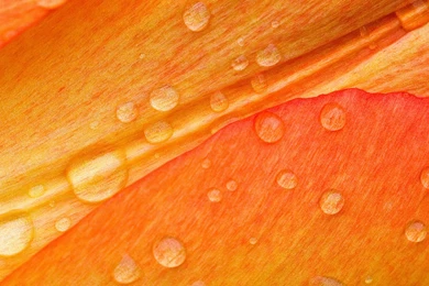 Water Dew On Orange Flower Wallpapers