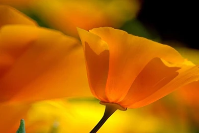 Desktop Orange Flower Wallpapers 3d Hd Pictures.
