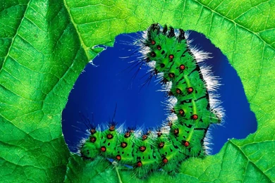 Desktop Wallpapers · Gallery · Animals · Caterpillar   Digital ...