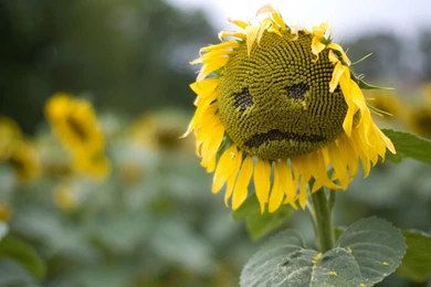 1920x1080 Sad Sunflower Wallpapers