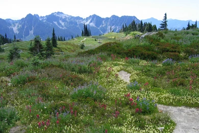 Flowers In Mountain Wallpapers Free