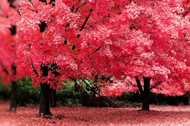 Pink Leaves   HD Wallpapers