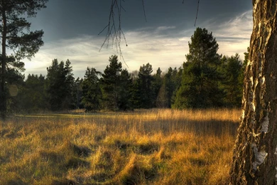 Download Wallpapers 1920x1080 Tree, Trunk, Birch, Fir trees, Grass ...