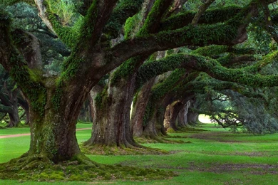 HQ 2560x1600px Resolution Trees Backgrounds