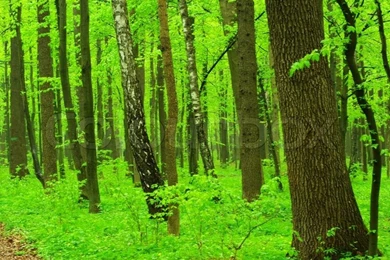 Green Trees Backgrounds