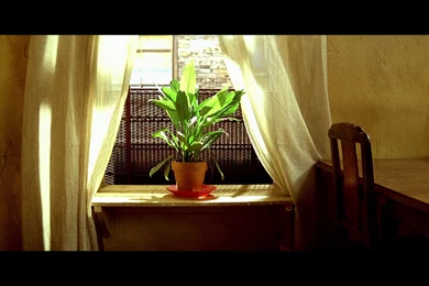 Léon: The Professional (1994) « Sweet & Sour