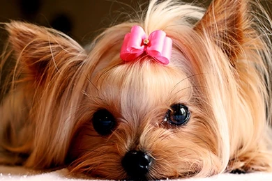 Cute Puppy Wallpapers