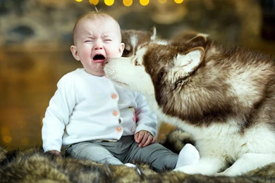 Cute Baby Dogs Wallpapers Hd