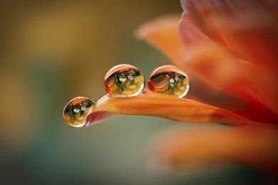 Water Drop Wallpapers Desktop   Wallpapers Zone