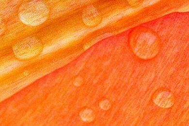 Download Wallpapers 1080x1920 Leaf, Droplet, Surface, Petals ...