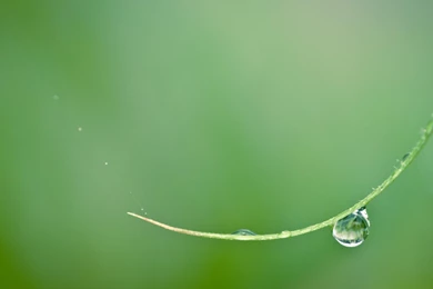 Nature Macro Droplet Wallpapers