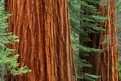 Redwood Wallpapers