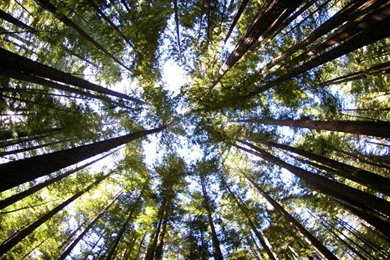 Redwood Forest Wallpapers   (