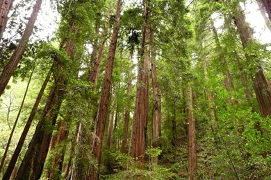 Dawn Redwood Tree For Red Wood