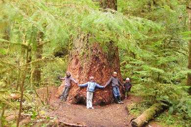 Top The Redwoods Forest Wallpapers