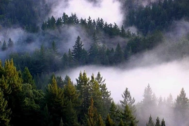 Redwood Forest, California, USA