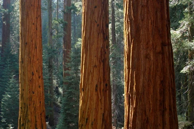 How To Grow Redwoods