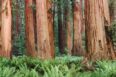 Redwoods Fort Bragg For Red Wood