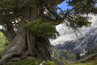 Wallpapers Redwood High Definition Hd Old Tree 1920x1080