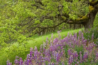 Flower Wallpapers : Lupine And Oak Tree Redwood National Park ...