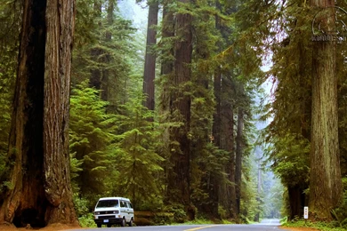 Redwoods Events For Red Wood