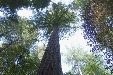 Pozadzides.com Wallpapers Section