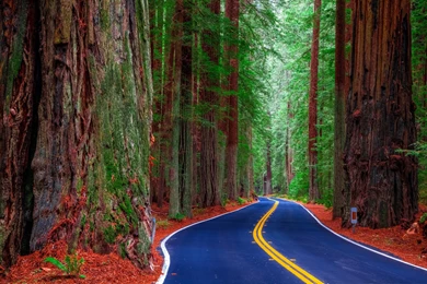 313128 Color Wallpapers: Redwood State Park California Usa Road ...