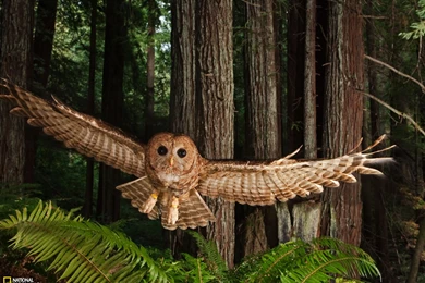 Redwood Forest Wallpapers 60501 Wallpapers Redwood Forest Wallpapers ...