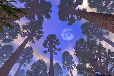 Living With Nature   School On Blog By Dr. Abercio V. Rotor: Trees ...