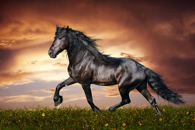 Ultra HD 4K Horse Wallpapers HD, Desktop Backgrounds 3840x2400 ...