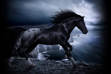 Top Cute Cat HD Wallpapers