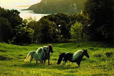 Cool Horse Wallpapers