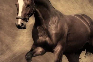 Samsung Galaxy S3 Horse Wallpapers HD, Desktop Backgrounds ...