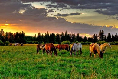 Horse Wallpapers 071 – HD Wallpaper, Wallpapers Pics   The Best ...