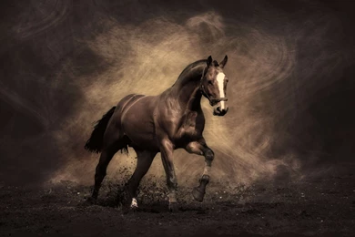 Horse HD Wallpapers