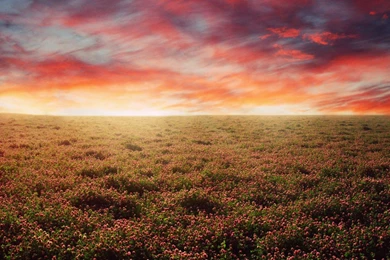 The Open Field >> HD Wallpaper, Get It Now!