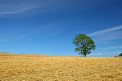 Japan Hokkaido Country Field : Open Field Under Sky 1920x1200 NO ...
