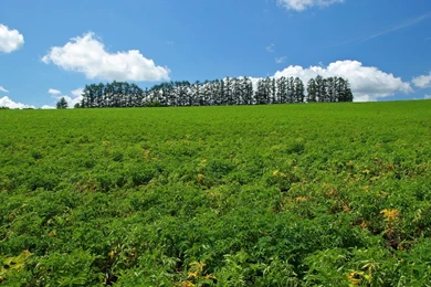 Japan Hokkaido Country Field : Open Field Under Sky 1440x900 NO.16 ...