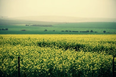 Green Field Beautiful Area