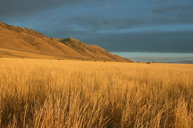 Open Field : Desktop And Mobile Wallpapers : Wallippo