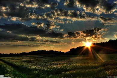 Green Field In Sunset Light Wallpapers