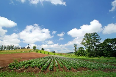 Japan Hokkaido Country Field : Open Field Under Sky 1600x1200 NO.4 ...