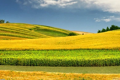 Green And Yellow Field Wallpapers