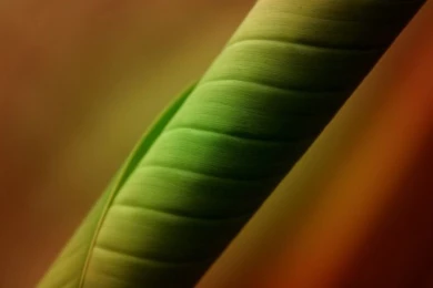 1920*1440 Vista Wallpapers   Windows Vista Desktop12   Wallcoo.net