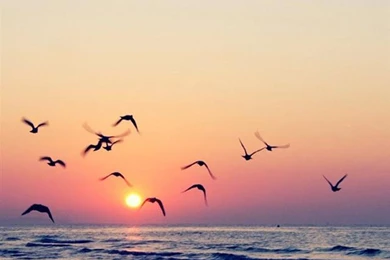 Sunset Seagull Nexus 6 Wallpapers, Nexus 6 Wallpapers And Backgrounds