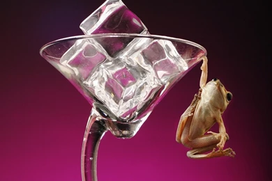 60 Beautiful And Cute Animal Wallpapers