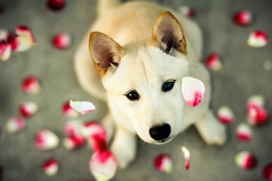High Resolution Cute Animal Dog Wallpapers HD 12 Full Size ...