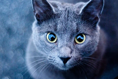 Pet HD Desktop Wallpaper Cute Animal With Big Eyes